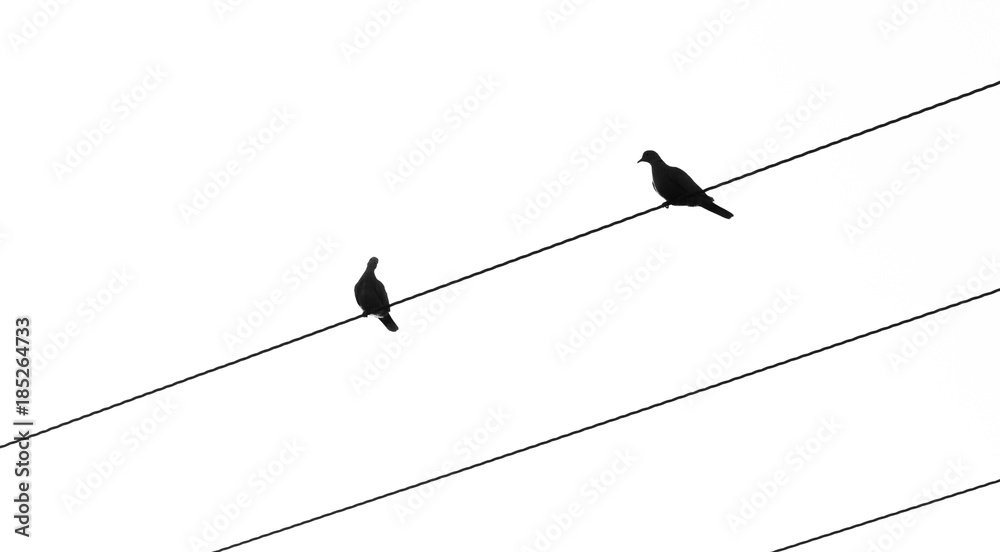 Silhouette of birds sitting on electric cables Silhouette of birds sitting on electric cables