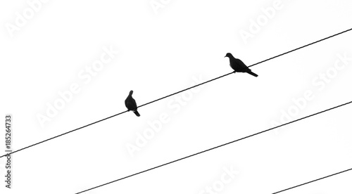 Canvas Print Silhouette of birds sitting on electric cables