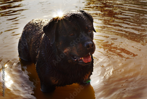 Black Rottweiler dog stands in the water and waits for a toy