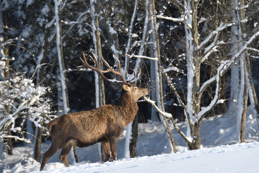 Deers deerskin walking in the winter on the snow