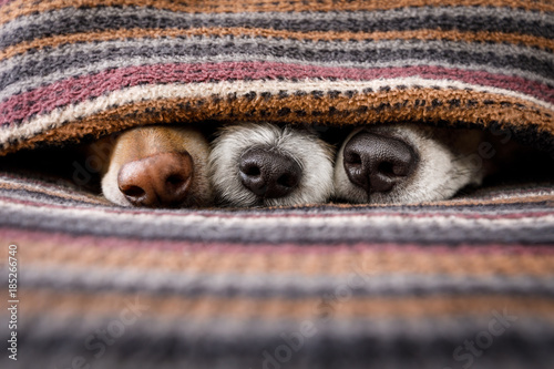 dogs under blanket together © Javier brosch