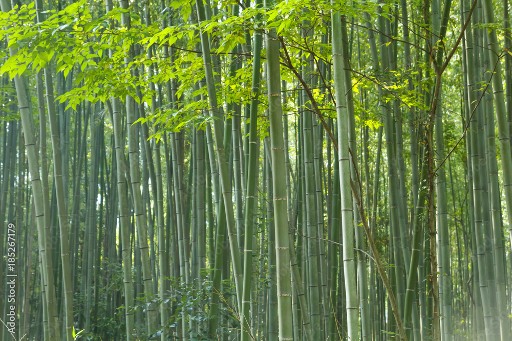 Bamboo forest at Kyoto, Japan