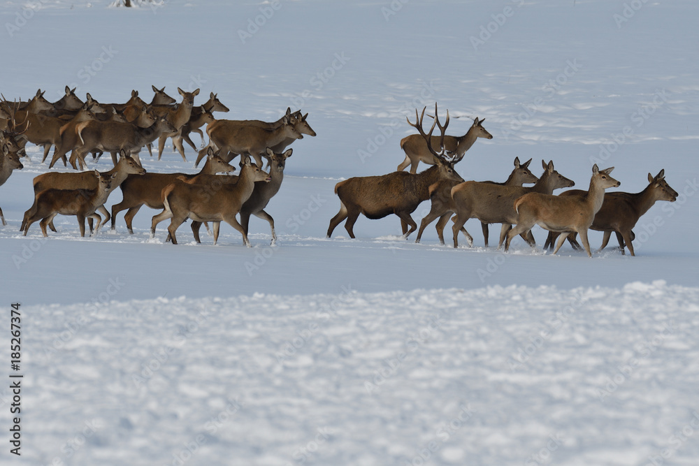 Deers deerskin walking in the winter on the snow Deers deerskin walking in the winter on the snow