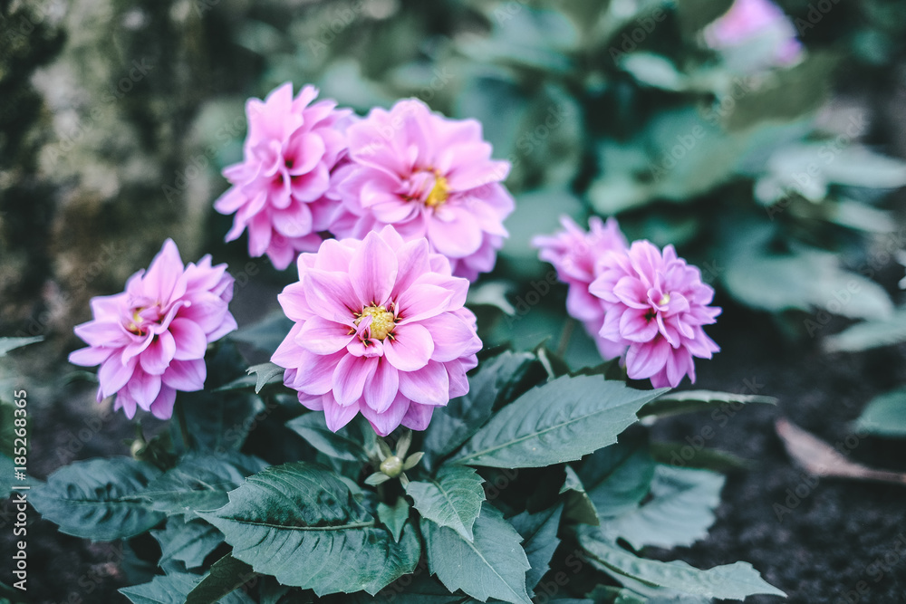 pink flowers in full bloom in the garden , winter flower pink flowers in full bloom in the garden , winter flower