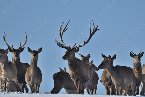Fototapeta Naklejka Na Ścianę i Meble -  Deers deerskin walking in the winter on the snow 