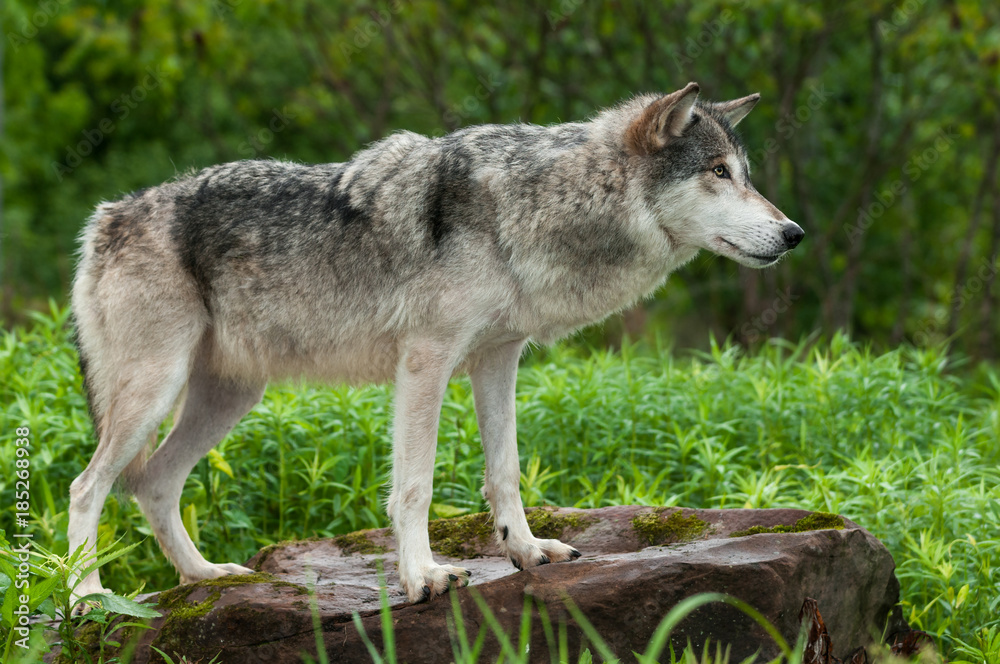 Grey Wolf (Canis lupus) Stands on Rock Looking Right Grey Wolf (Canis lupus) Stands on Rock Looking Right