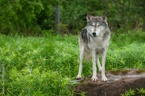 Grey Wolf  Canis lupus  Stands on Rock Looking Out