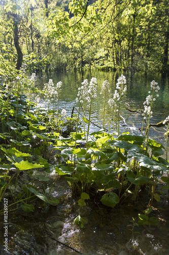 beautiful nature with close up on the vegetation at  Plitvice Lakes  National Park  Croatia
