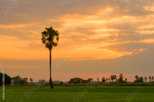 Sunset on field. © Winyou