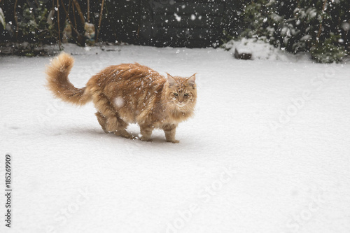 Ginger maincoon cat under the snow in the winter