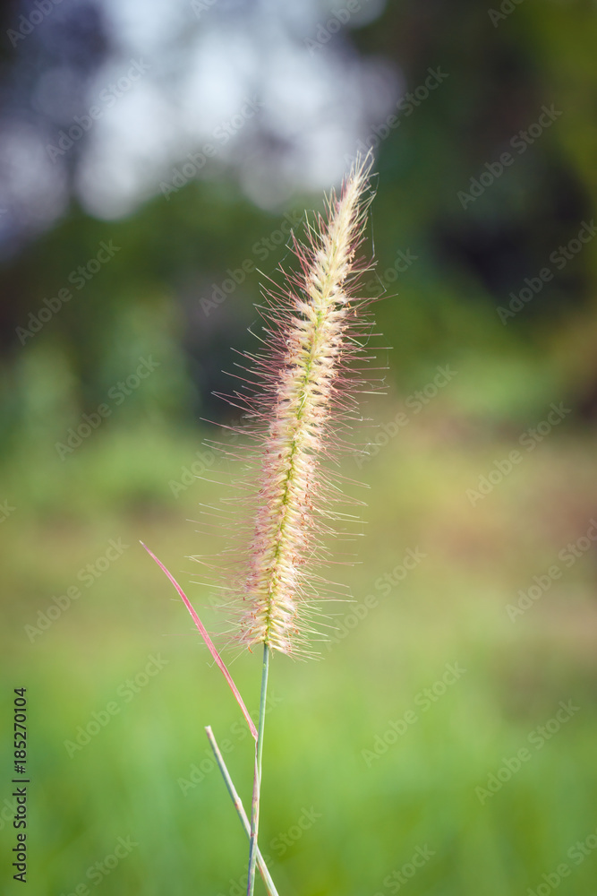 Beautiful Yellow Grass Weed captured with shallow depth of field