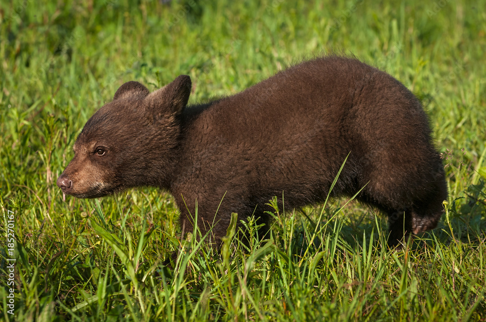 Black Bear Cub (Ursus americanus) Walks Left Through Grass Black Bear Cub (Ursus americanus) Walks Left Through Grass