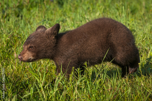 Black Bear Cub (Ursus americanus) Walks Left Through Grass © hkuchera