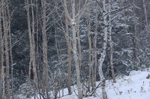 冬の志賀高原 © uttyan