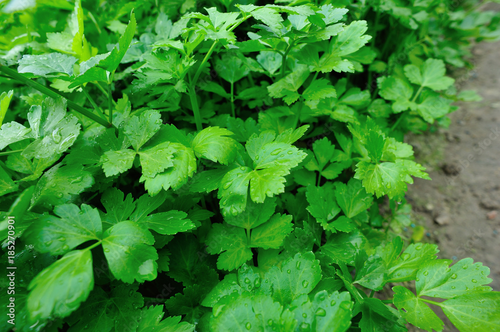 Green celery in growth at vegetable garden... Green celery in growth at vegetable garden...
