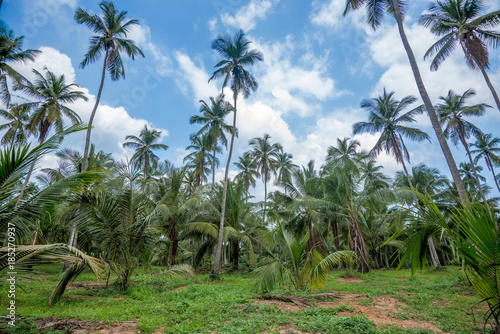 Coconut plantation in Asia