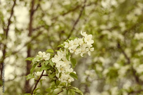 White cherry blossoms