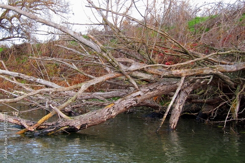 Fallen tree on the bank of the river on a cloudy winter day