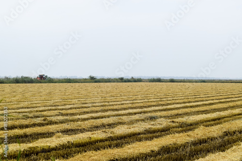 Field rice harvest began. Field of rice in the rice paddies. Rice cultivation in temperate climates.