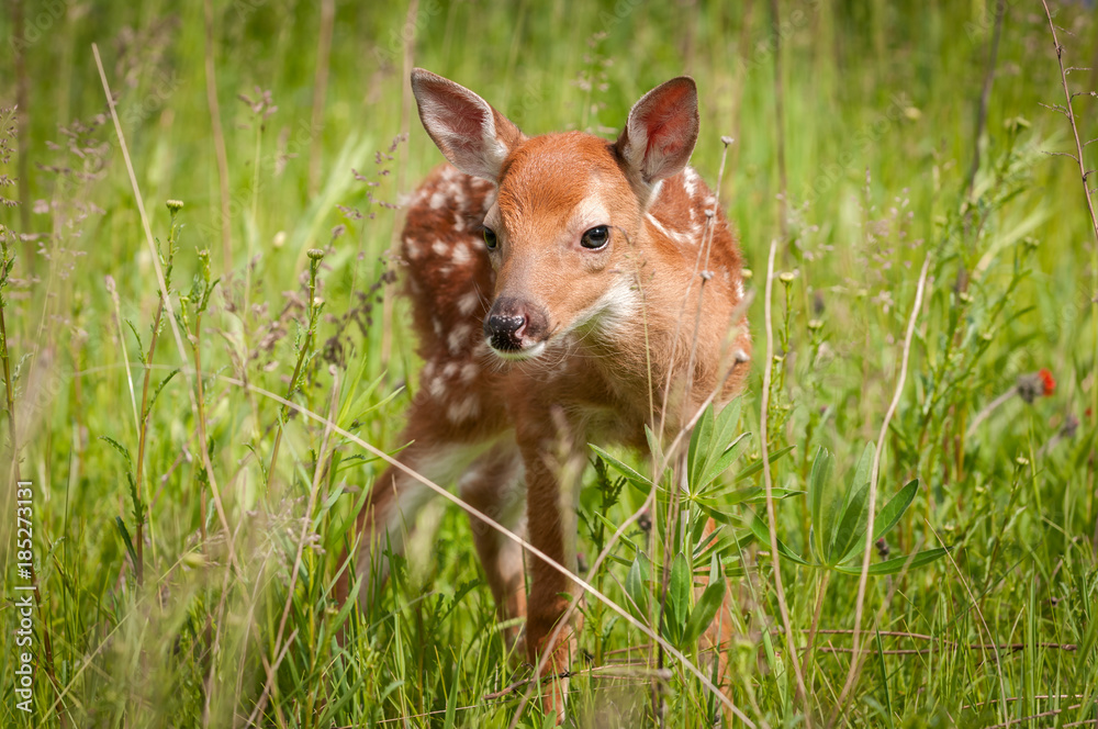Fototapeta premium White-Tailed Deer Fawn (Odocoileus virginianus) Looks Out