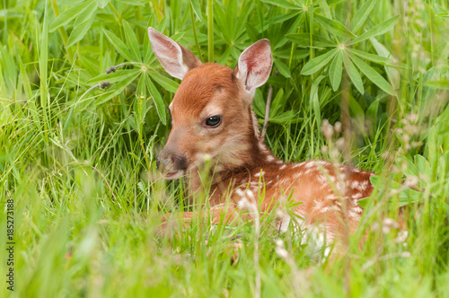 White-Tailed Deer Fawn (Odocoileus virginianus) Lies in the Grass