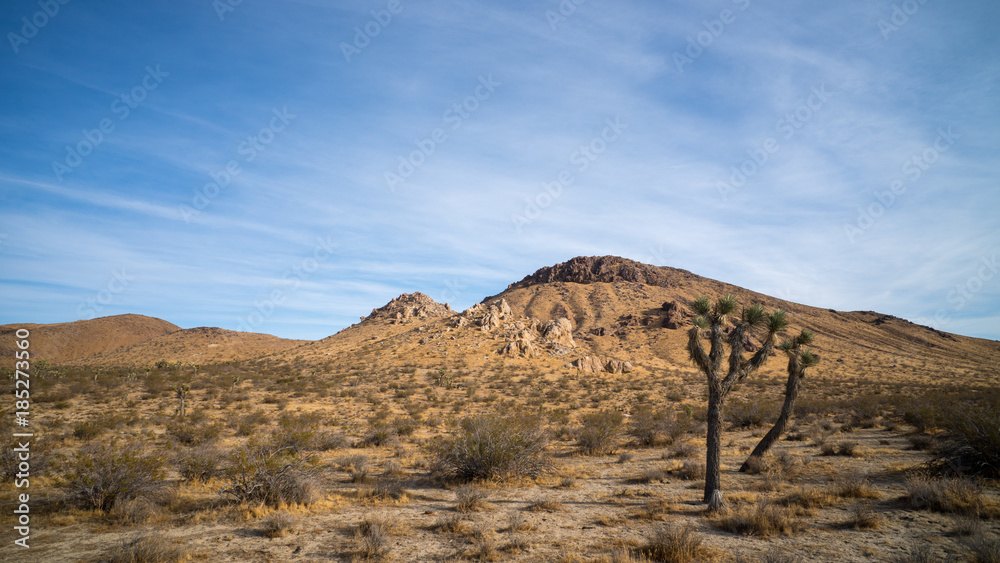 Naklejka premium Joshua Tree