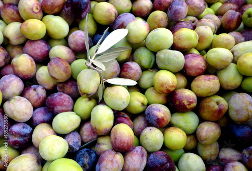 Natural fresh olives harvested, close up view, green olives background
