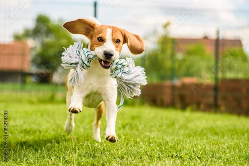 Obraz Zabawa z psem Beagle