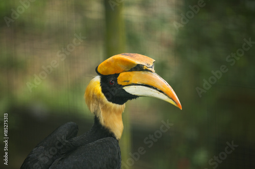 Yellow Hornbill of Malaysia