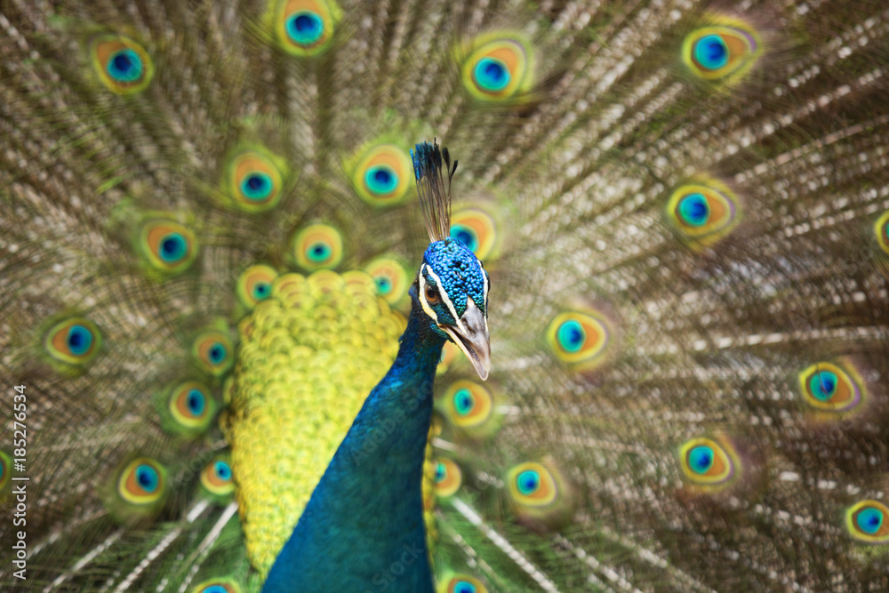 Obraz premium Peacocks of Malaysia