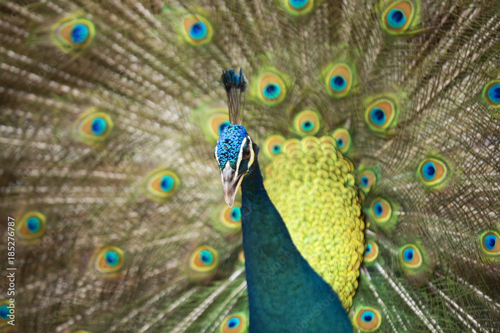 Obraz premium Peacocks of Malaysia
