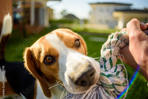 Beagle dog pulls toy
