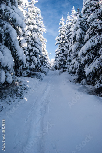 winter hiking trail with snow, trees around and blue sky in Moravian-silesian Beskids mountains © honza28683