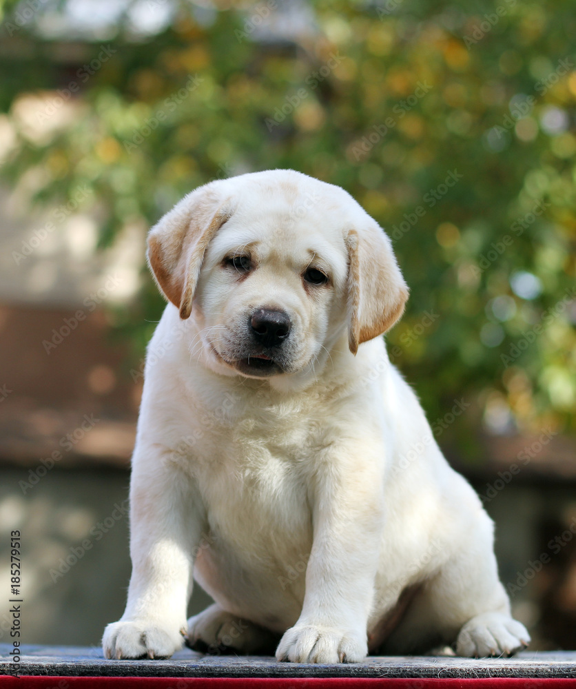the little labrador puppy in the park in autumn the little labrador puppy in the park in autumn