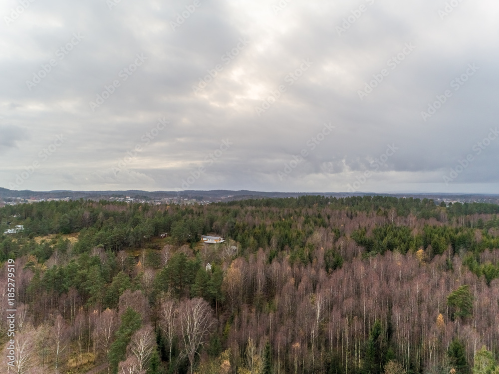 Obraz premium autumn forest