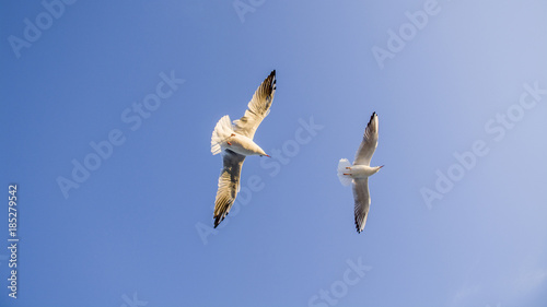 Two seagulls are flying around my head. Flight of seaguuls