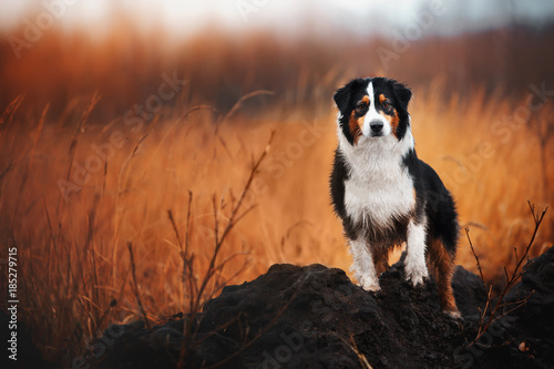 Fotografie young merle Australian shepherd playing with leaves in autumn