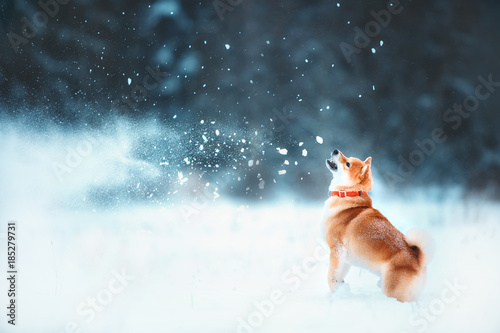 Red siba dog runs on the slope. Sunny winter snow-covered forest with warm evening light. photo