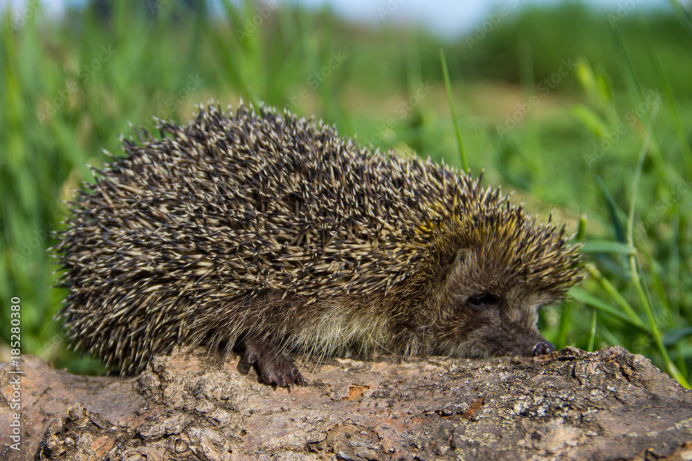 Young prickly hedgehog on the log Young prickly hedgehog on the log