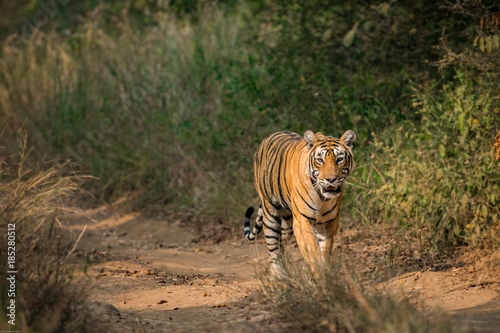 A tigress on a afternoon walk in Ranthambore National Park  India