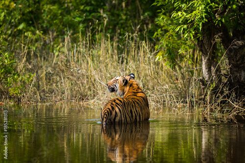 A bold male tiger panthera tigris cooling off in a cold water of stream with a green background in summer at bandhavgarh national park , India