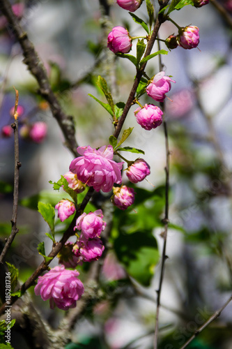 Branch of Prunus triloba (Louiseania ulmifolia) blossoms. Twig of almond trilobate with beautiful pink flowers closeup photo