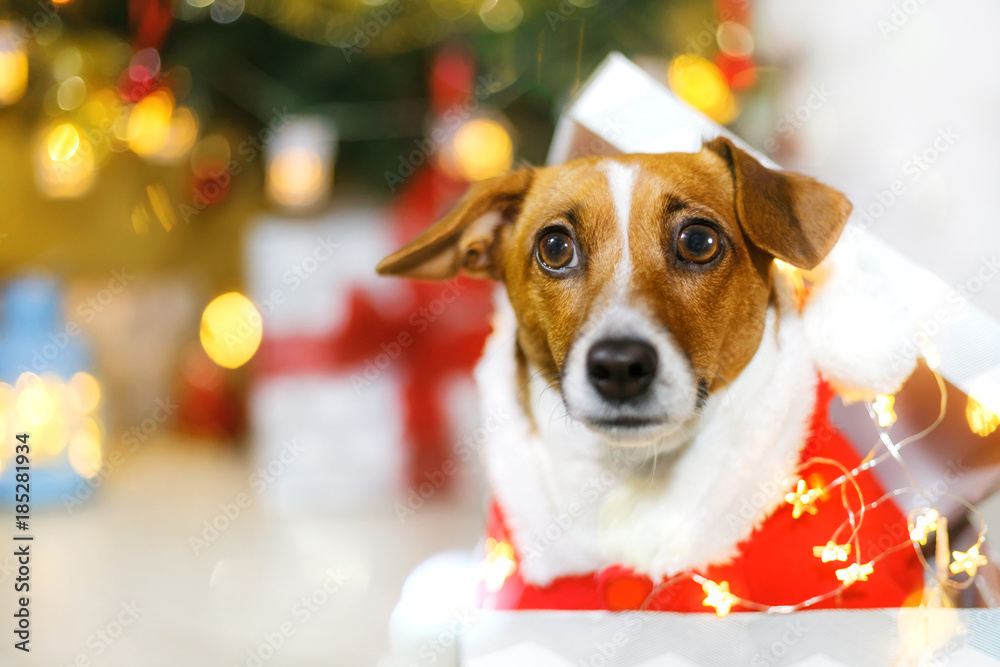 Cute dog near Christmas tree. Holiday concept.
