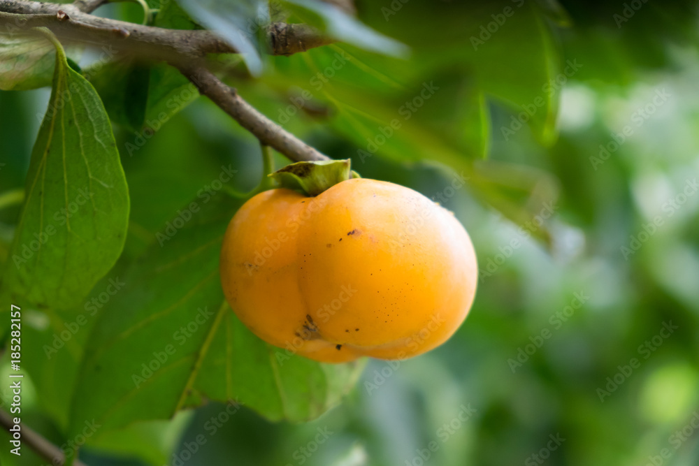 The persimmon is ripe on the tree.