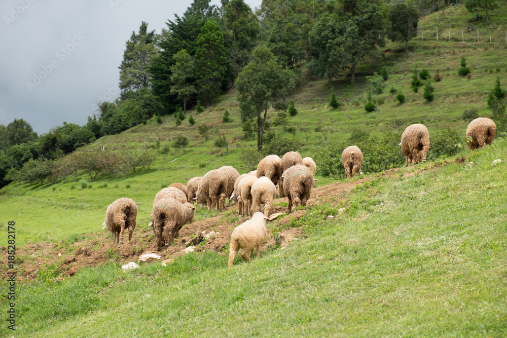 Sheep eating grass on the mountain. Doi Inthanon National park, Chiangmai, Thailand.