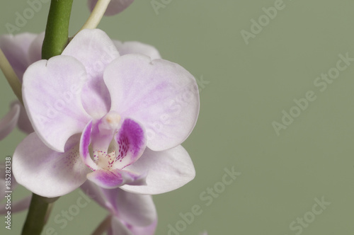 Phalaenopsis orchid flowers (butterfly orchid)