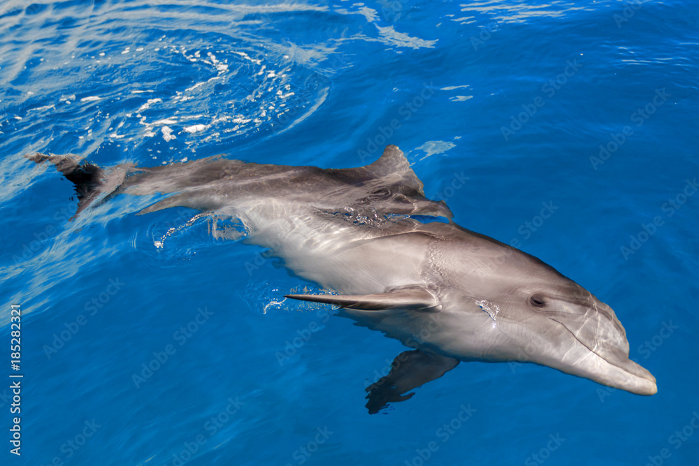 Fototapeta premium The yong Bottlenose dolphin is swimming in red sea