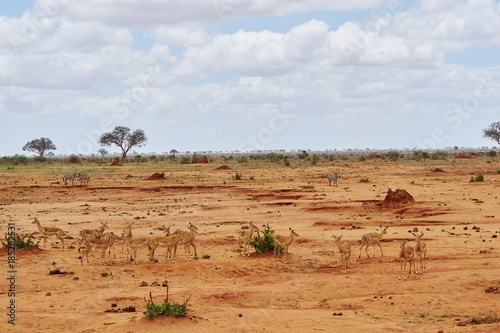 Eine Herde Impalas im Tsavo Ost Kenia