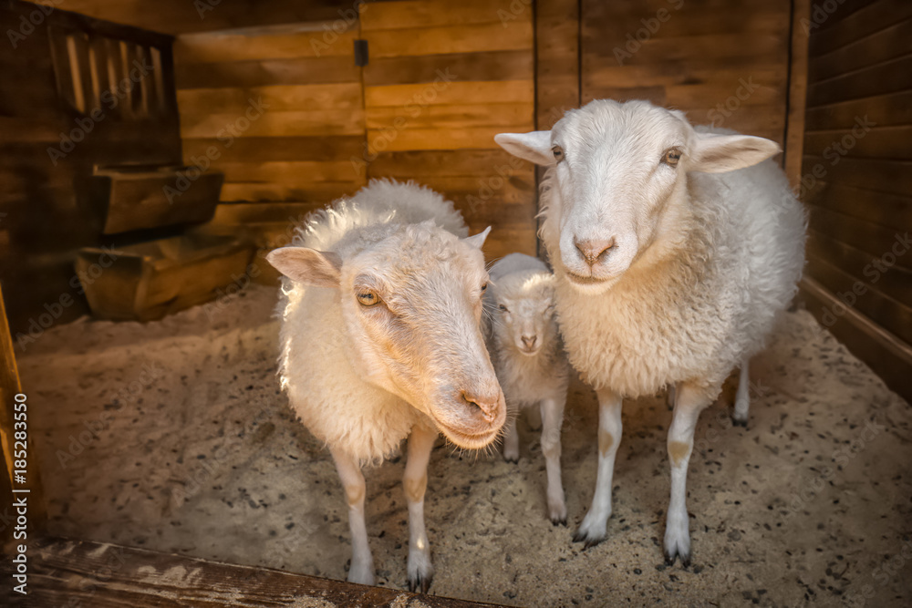 Fototapeta premium Sheep with cute lamb on farm