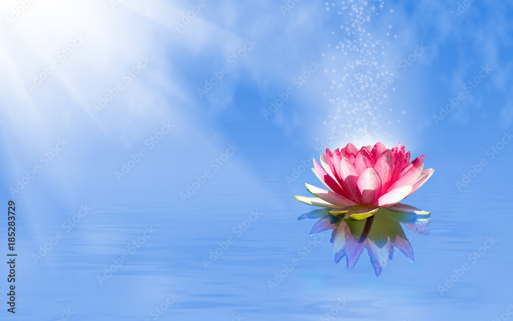 Foto auf Acrylglas mit  magic lotus flower on the water #185283729